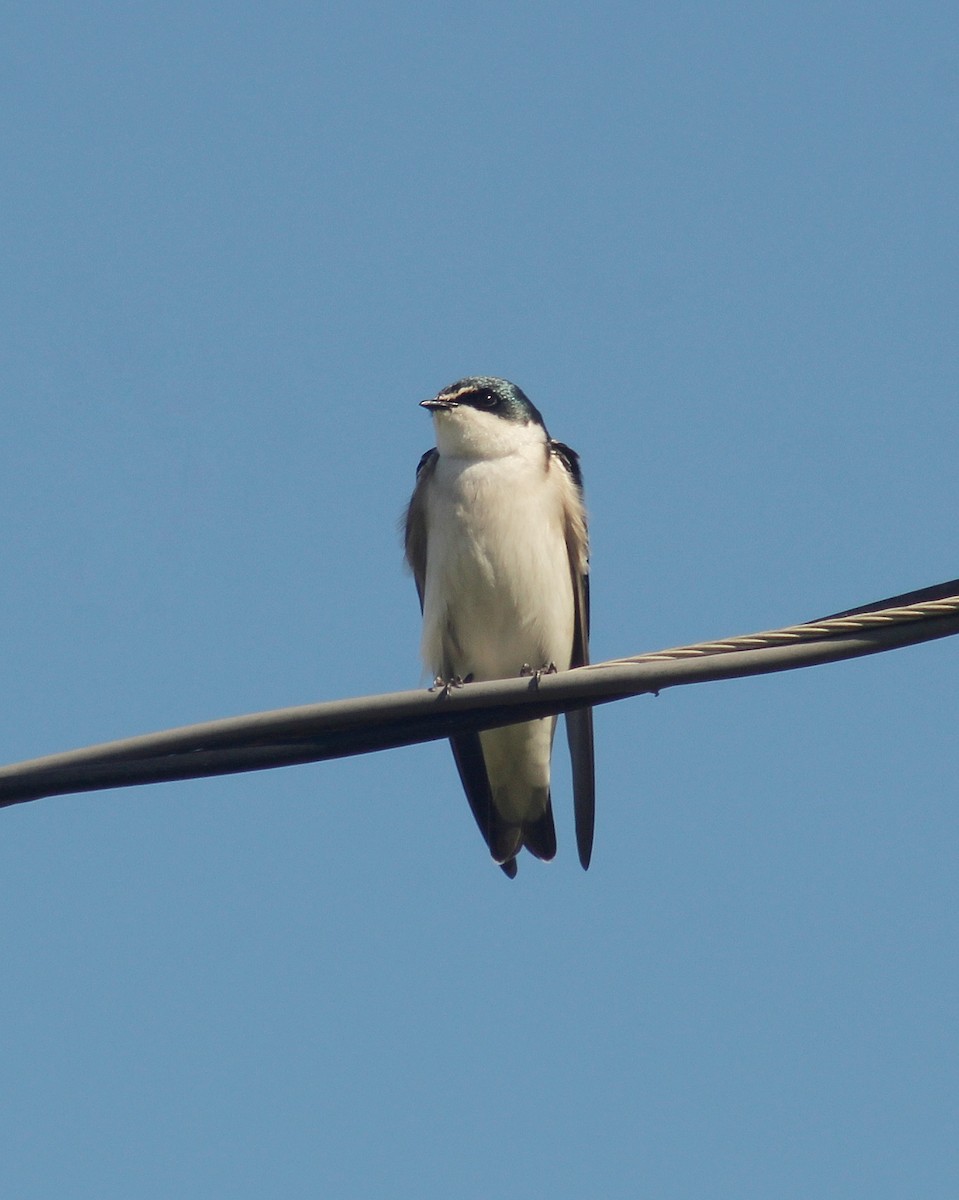 White-rumped Swallow - ML635691532