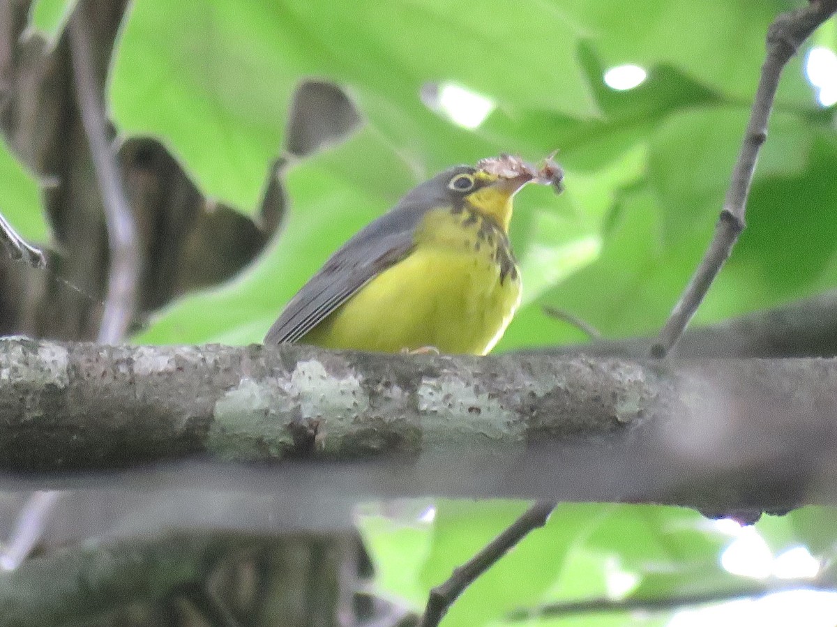 Canada Warbler - ML635691546