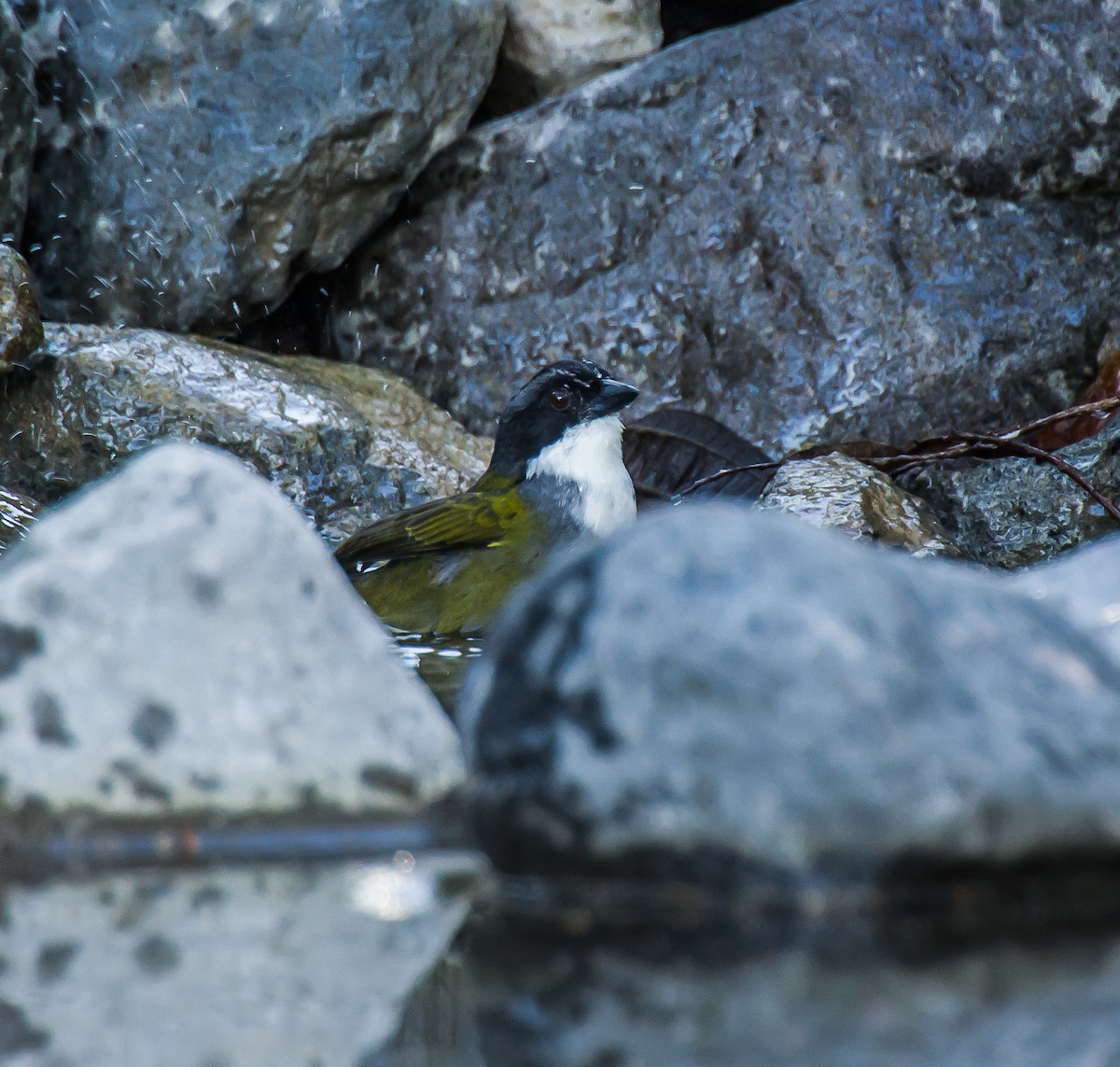 Costa Rican Brushfinch - ML635691684