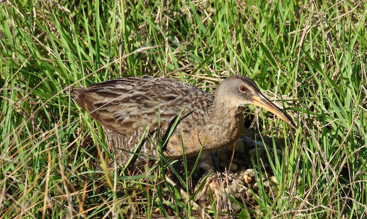 Klapperralle - ML635691724