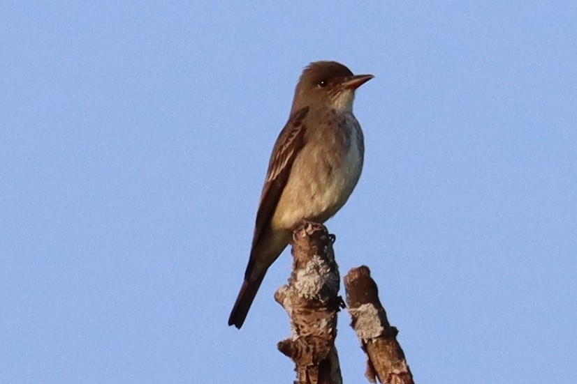 Olive-sided Flycatcher - ML635691761
