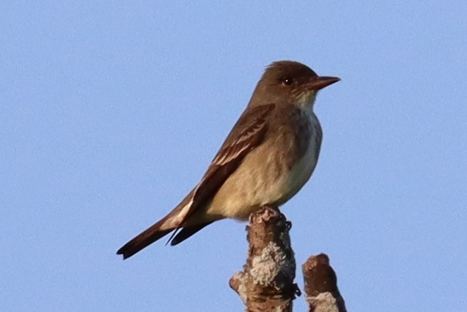 Olive-sided Flycatcher - ML635691762