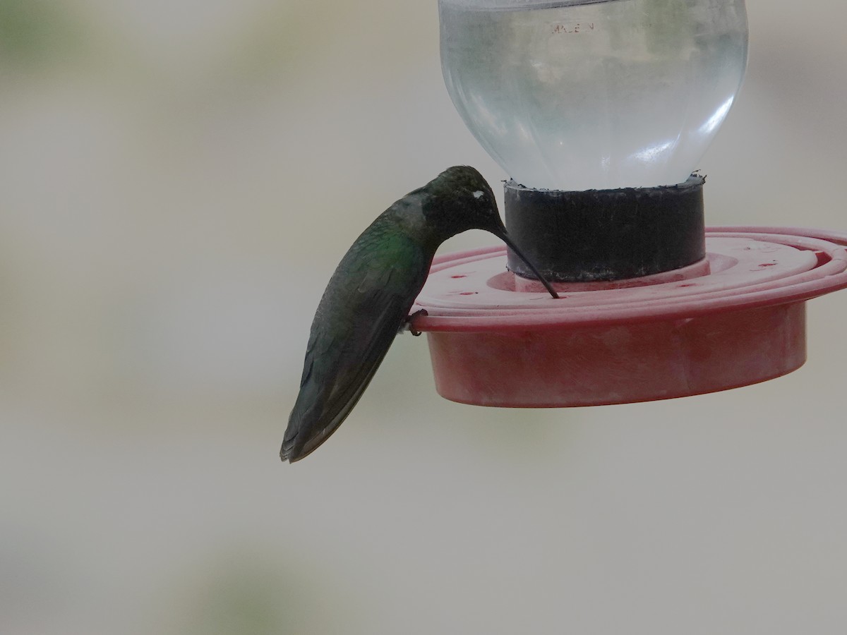 Rivoli's Hummingbird - ML635691773