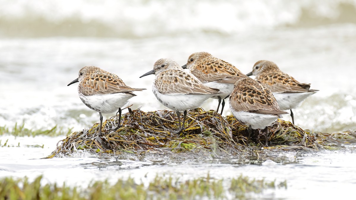 Dunlin (arctica) - Gonzalo Pardo