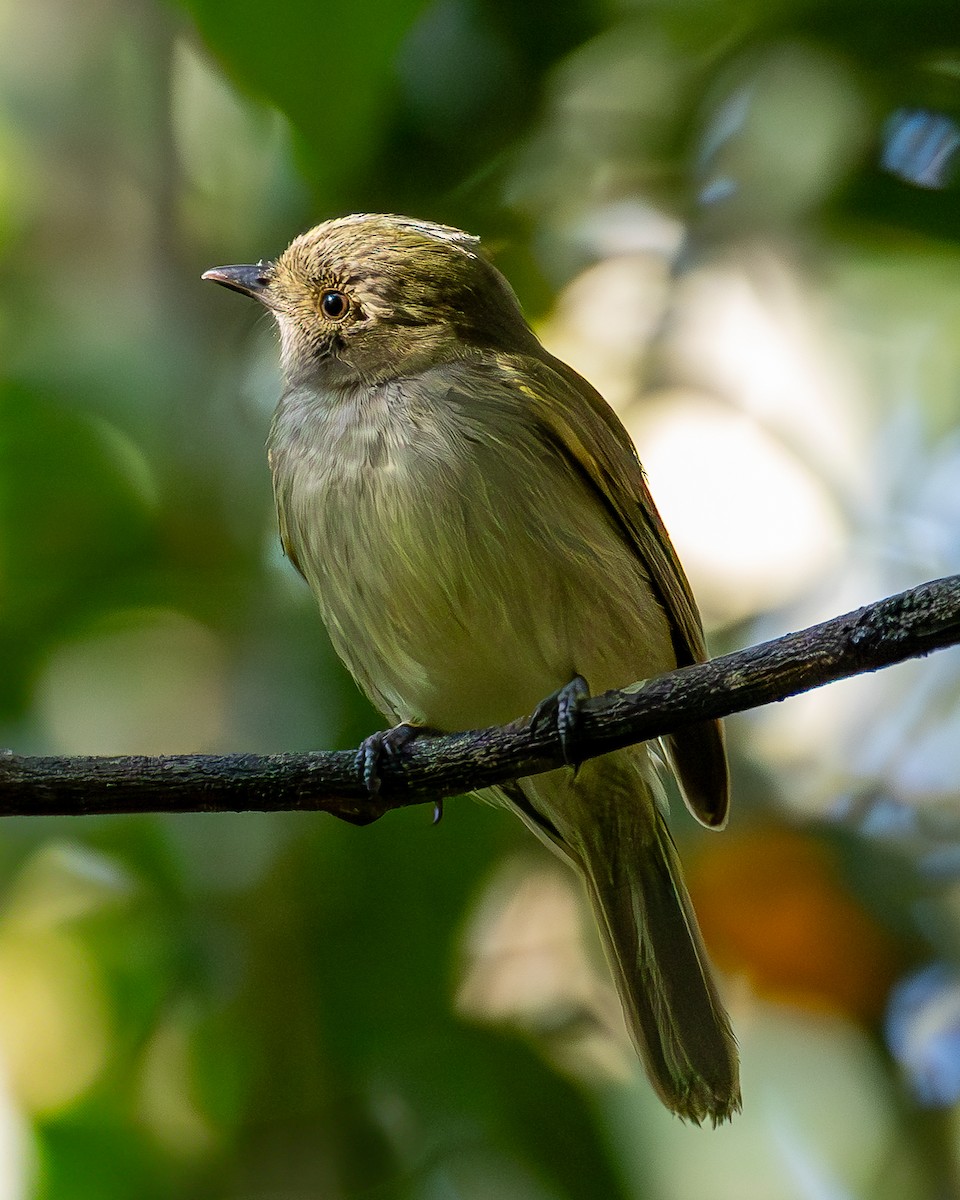 Pale-bellied Tyrant-Manakin - ML635691865