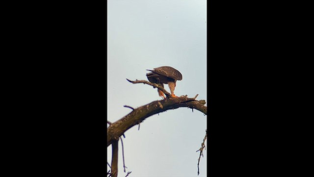 Wanderfalke (cassini) - ML635691877