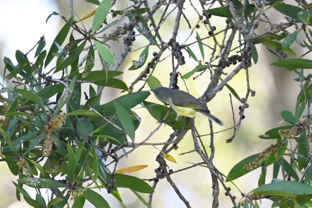 Fan-tailed Gerygone - ML635691890