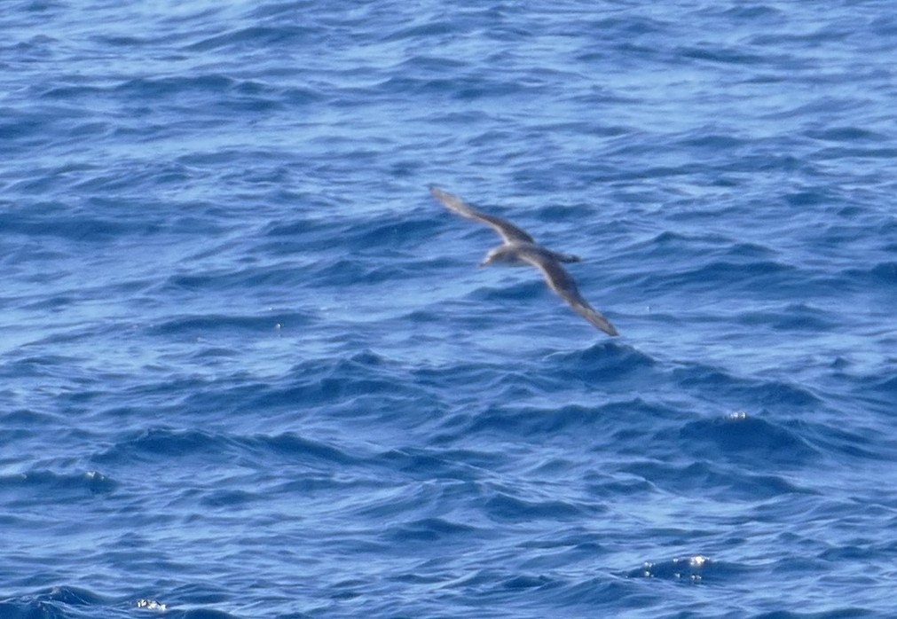 Puffin cendré ou P. de Scopoli - ML635691922