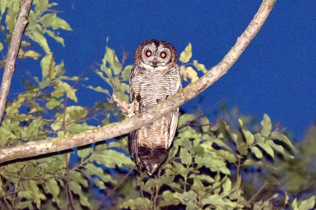 Mottled Wood-Owl - ML635692007