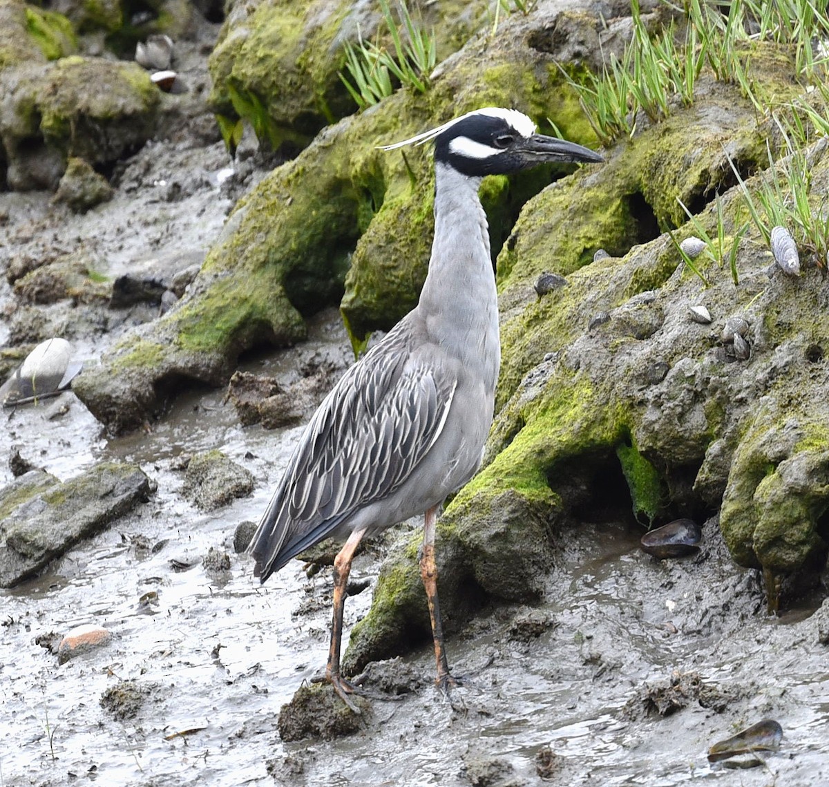 Yellow-crowned Night Heron - ML635692017