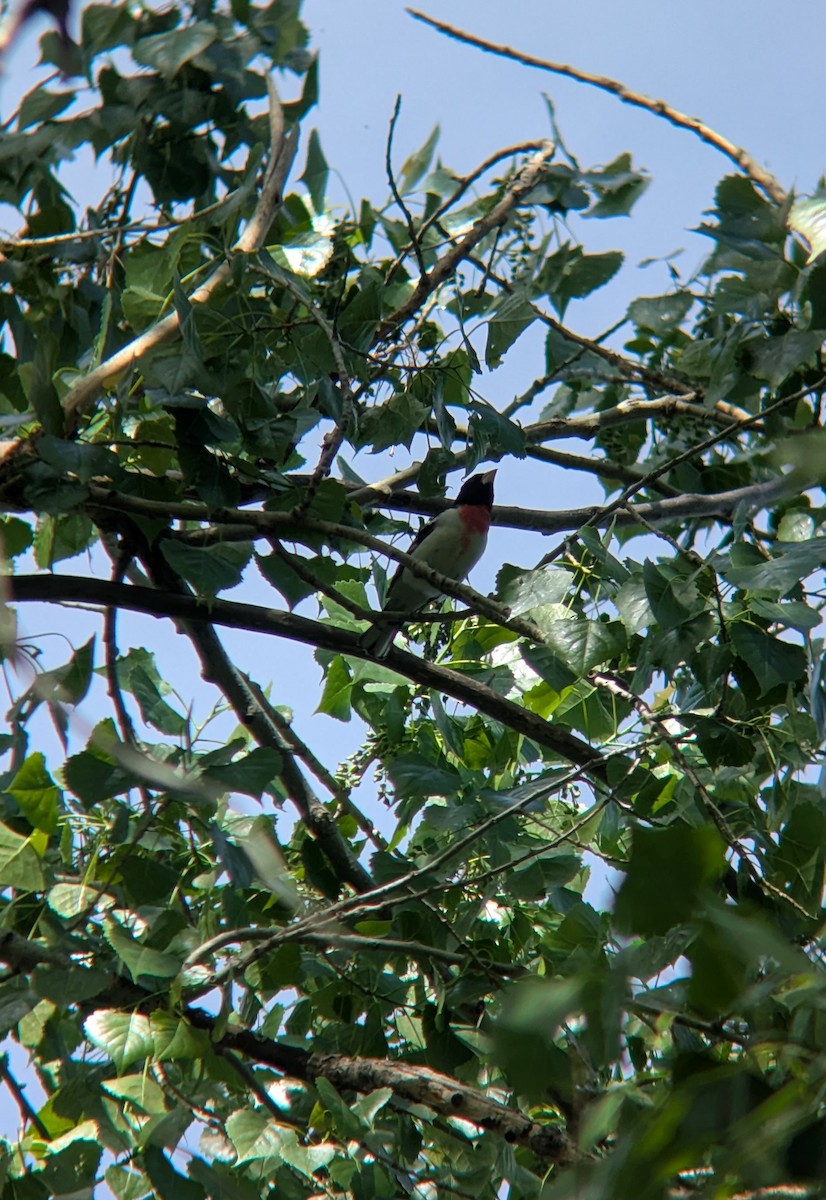 Rose-breasted Grosbeak - ML635692034
