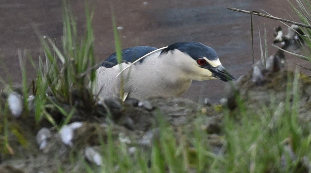Ногоовор зашин - ML635692036