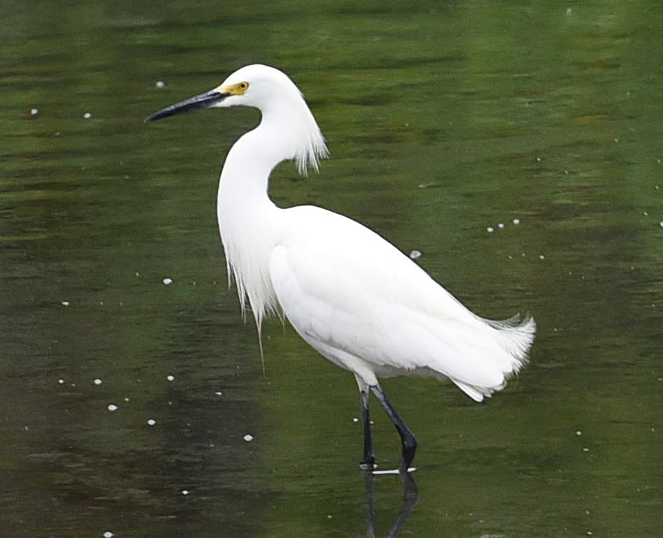 Snowy Egret - ML635692043