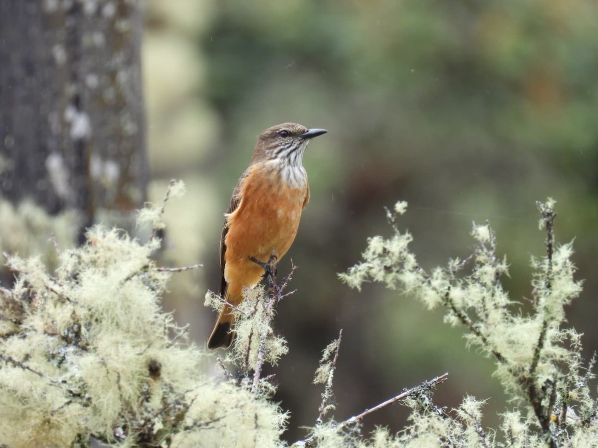 Streak-necked Flycatcher - ML635692046