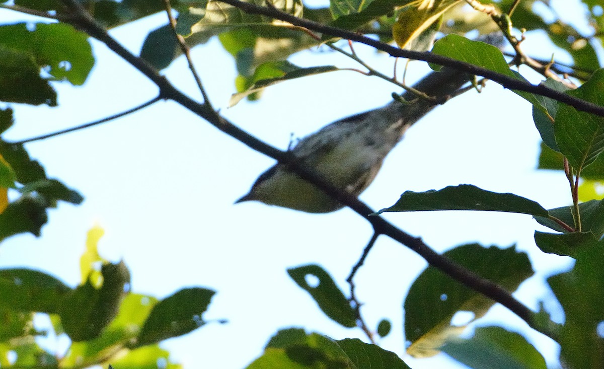 Crocias du Langbian - ML635692243