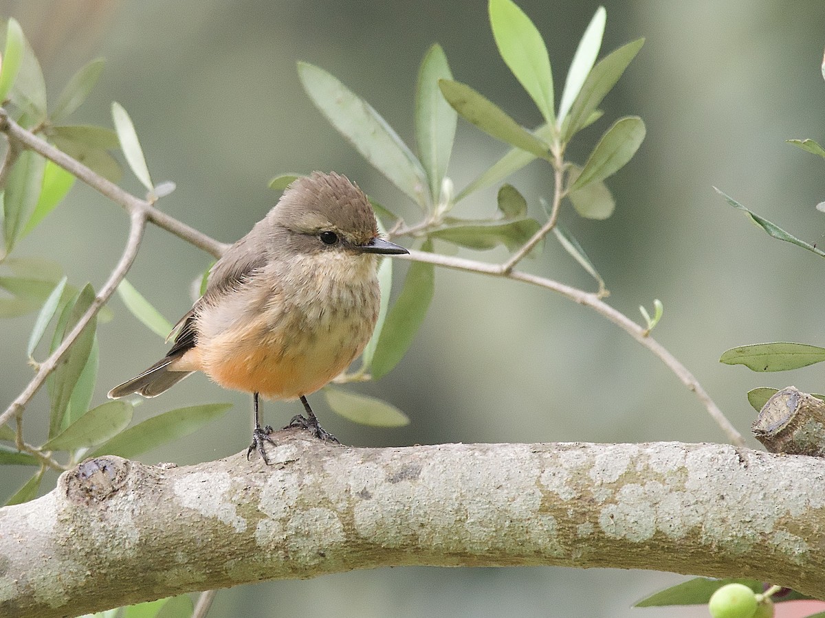 Vermilion Flycatcher - ML635692254