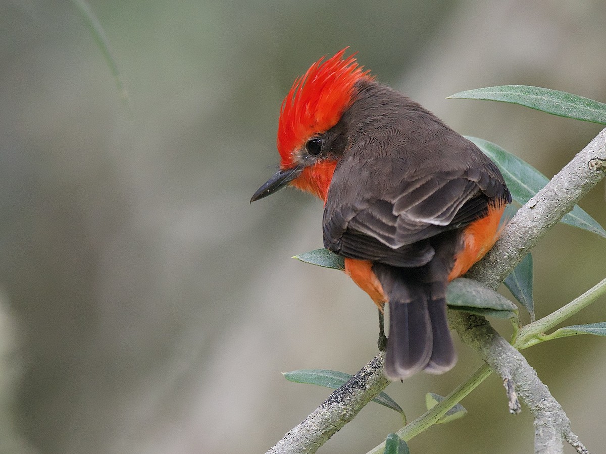 Vermilion Flycatcher - ML635692256