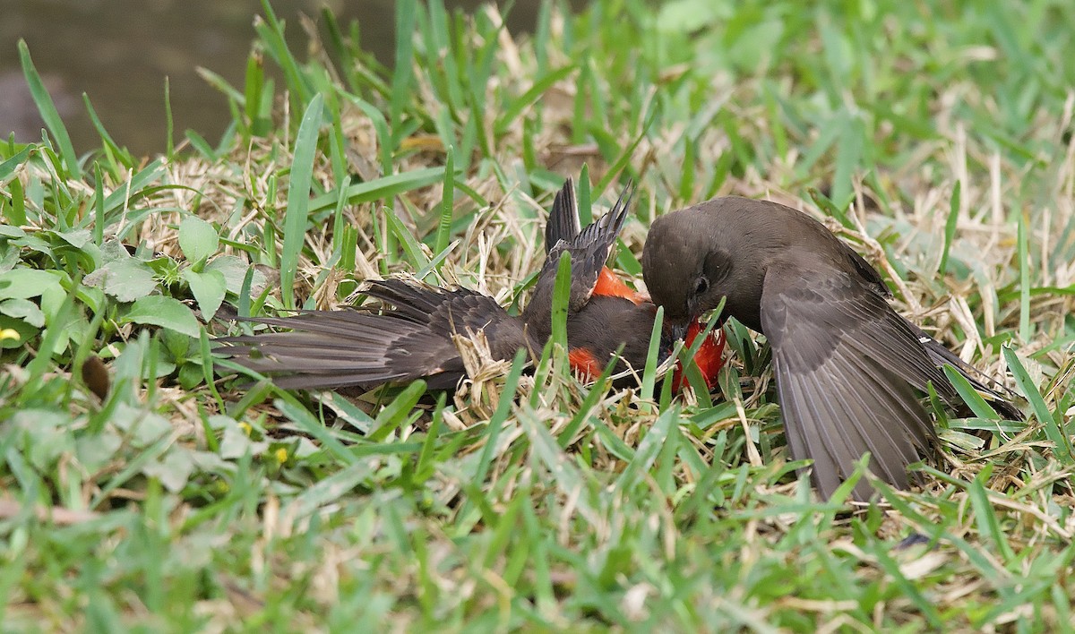 Vermilion Flycatcher - ML635692257