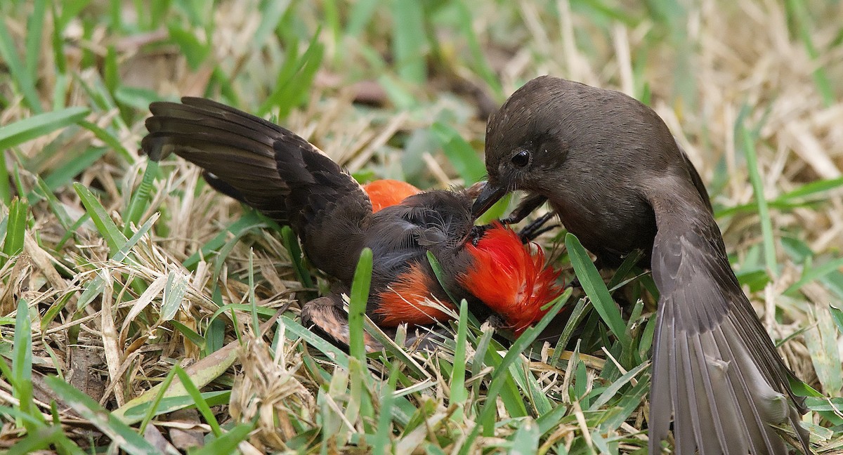Vermilion Flycatcher - ML635692258