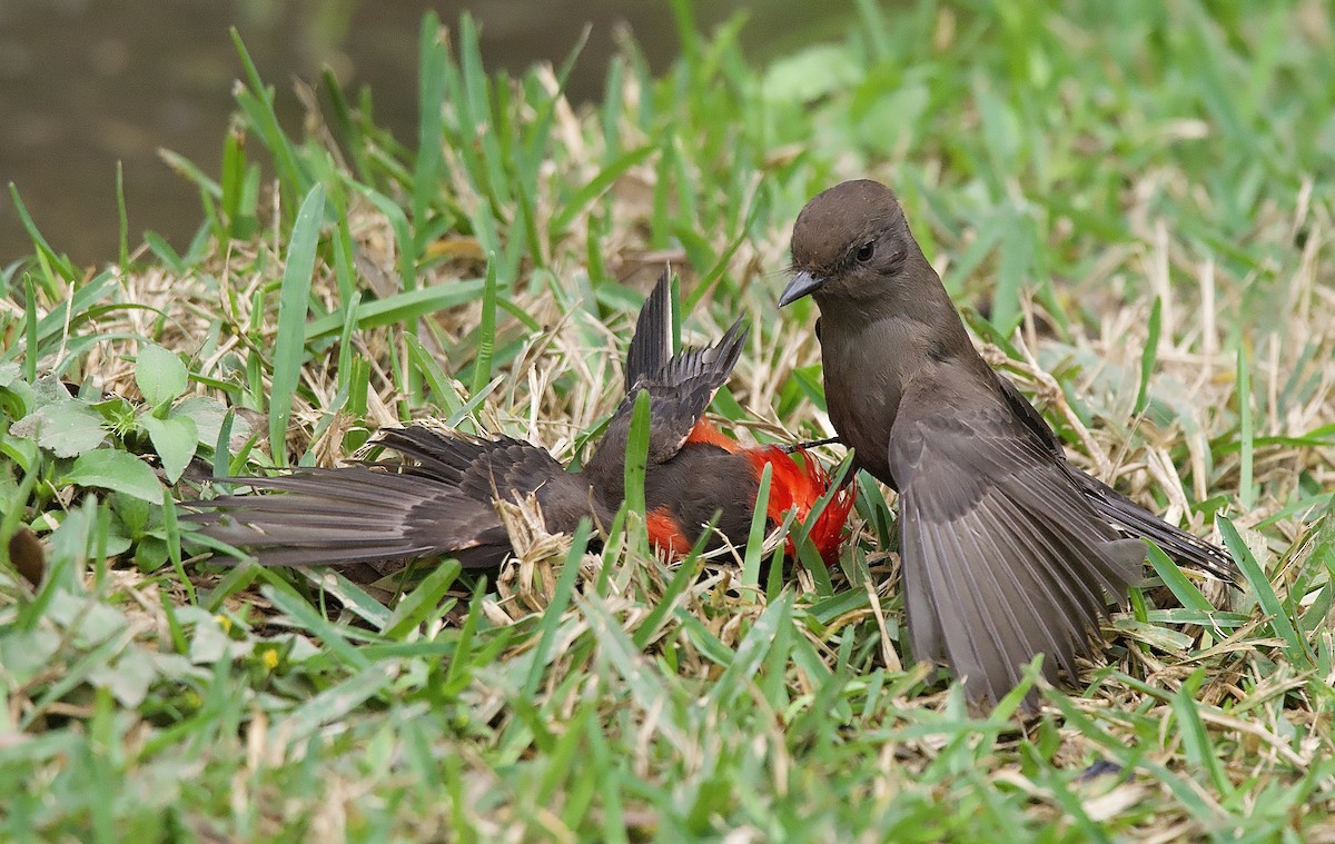 Vermilion Flycatcher - ML635692259