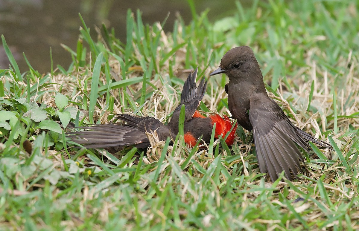 Vermilion Flycatcher - ML635692260