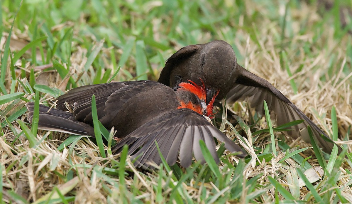 Vermilion Flycatcher - ML635692261