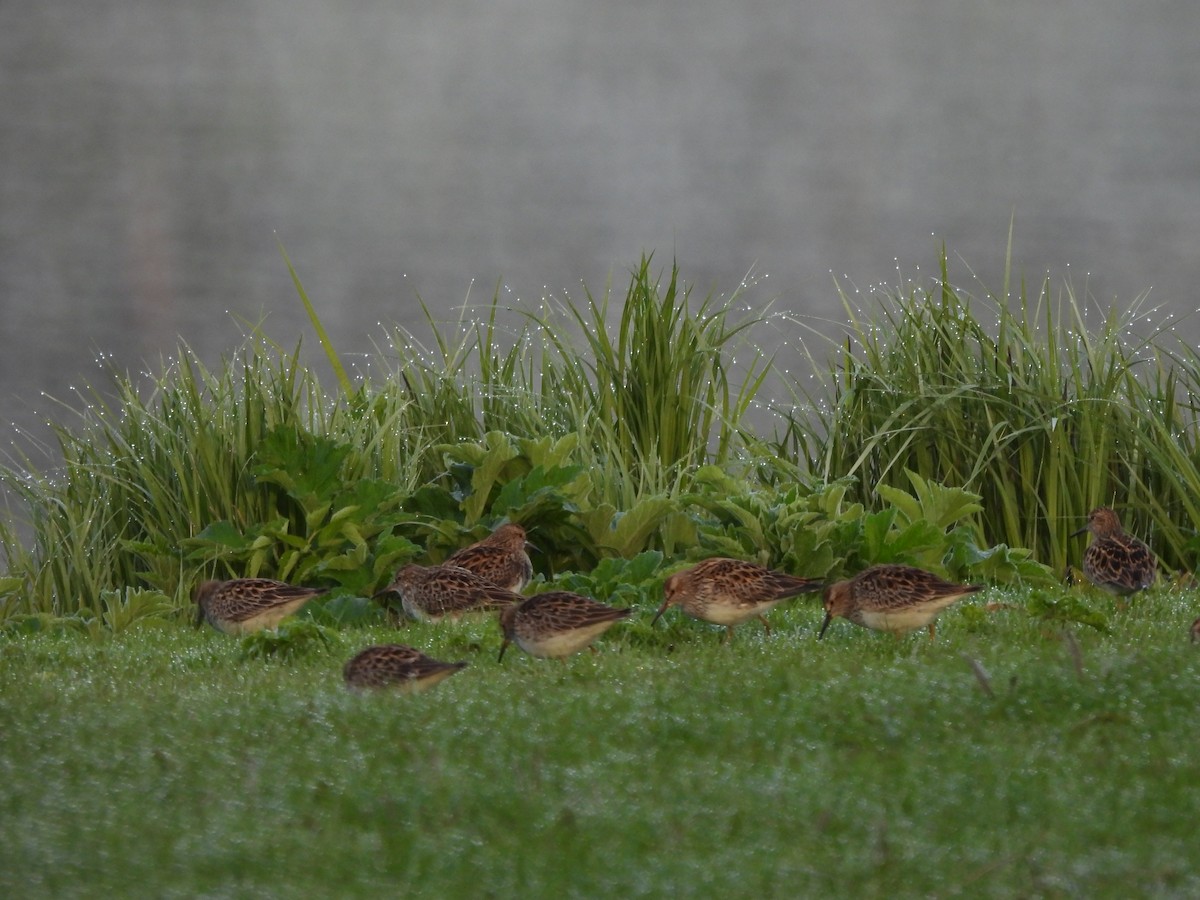 Pectoral Sandpiper - ML635692273
