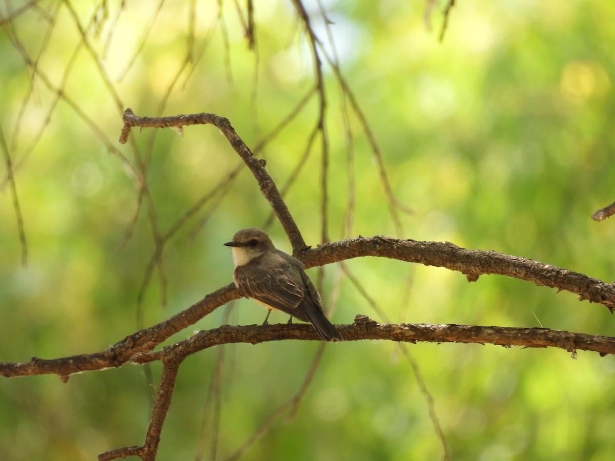 Vermilion Flycatcher - ML635692418
