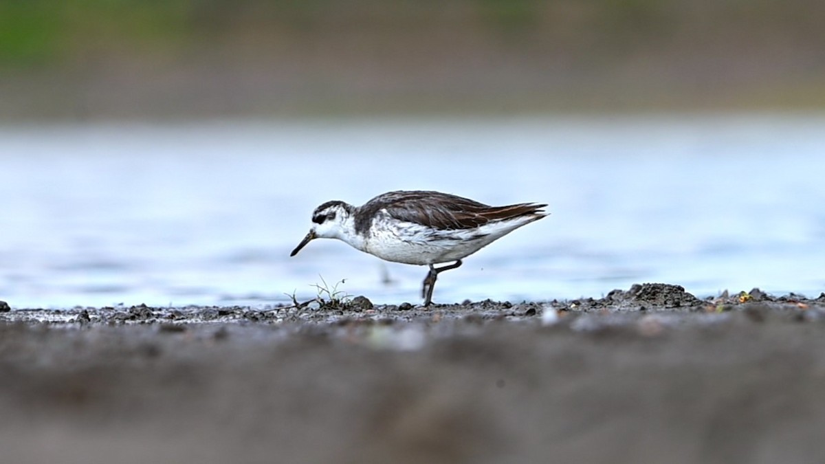 lyskonoh ploskozobý - ML635692620