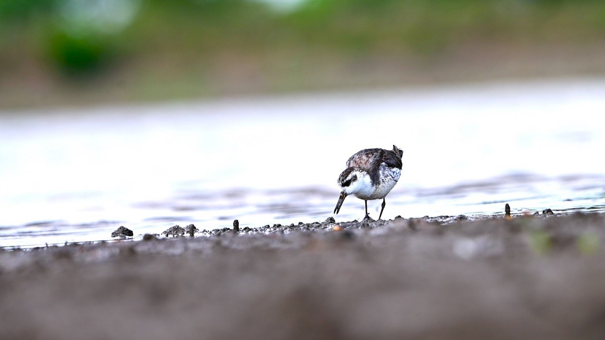 lyskonoh ploskozobý - ML635692621