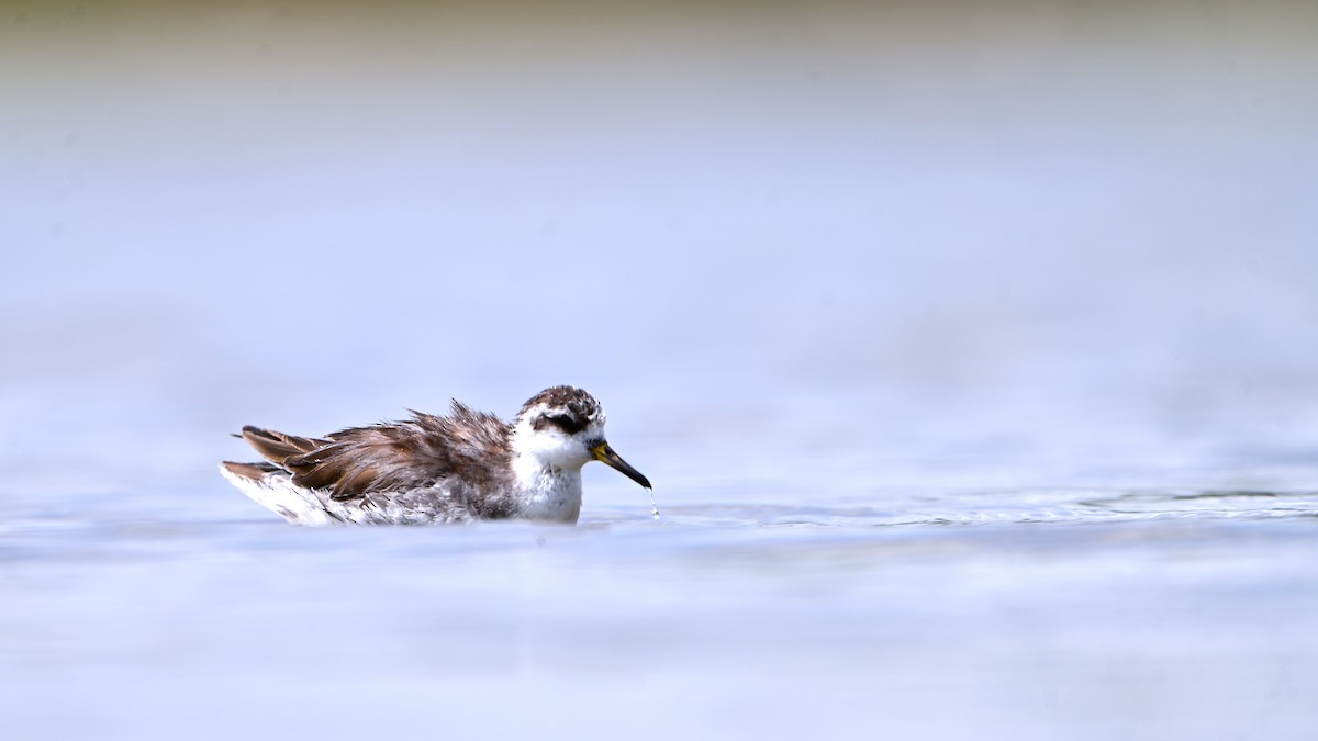 lyskonoh ploskozobý - ML635692622