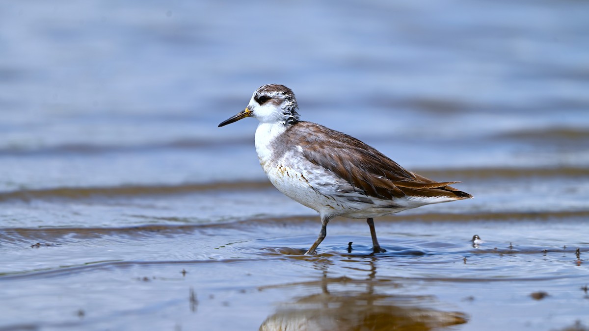 lyskonoh ploskozobý - ML635692623