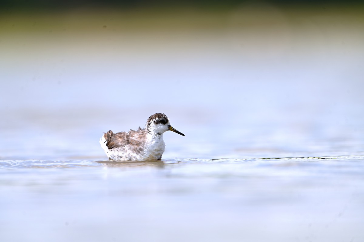 lyskonoh ploskozobý - ML635692624