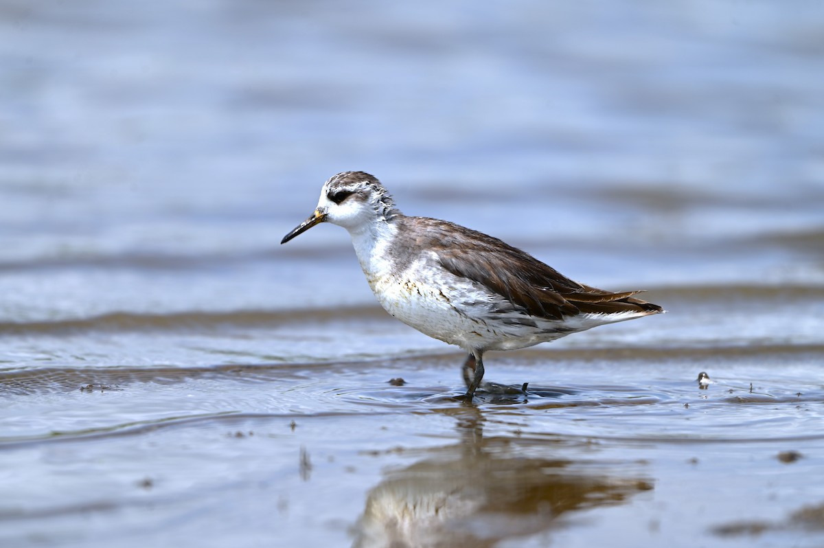 lyskonoh ploskozobý - ML635692625