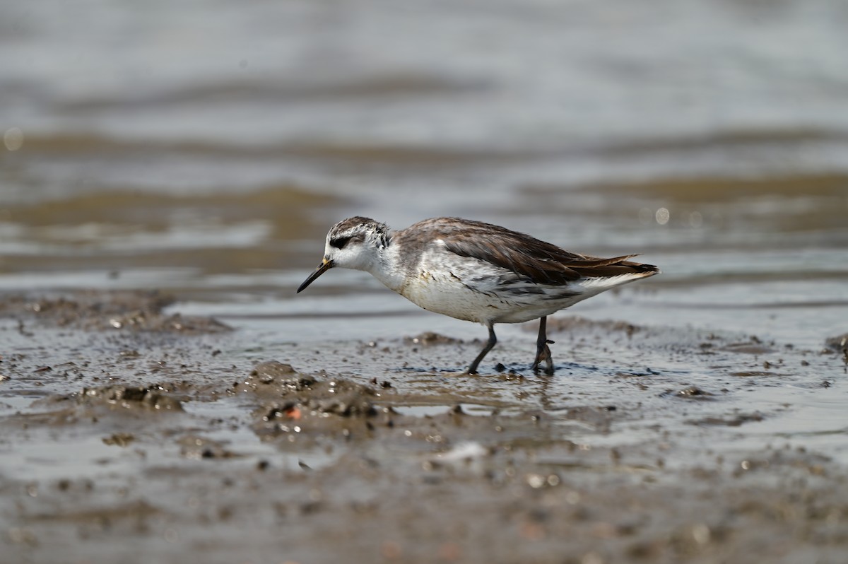 lyskonoh ploskozobý - ML635692627