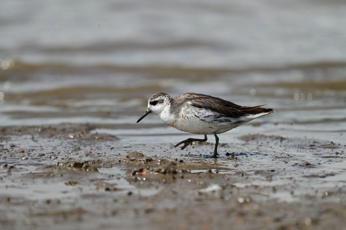 lyskonoh ploskozobý - ML635692628