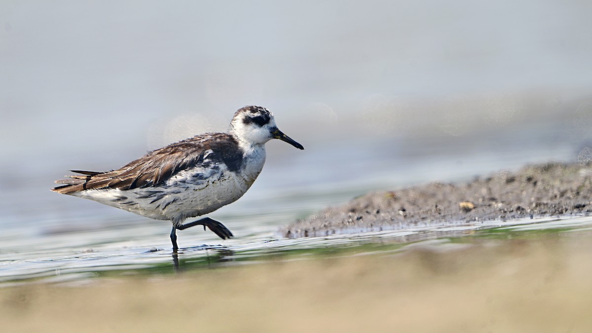 lyskonoh ploskozobý - ML635692629