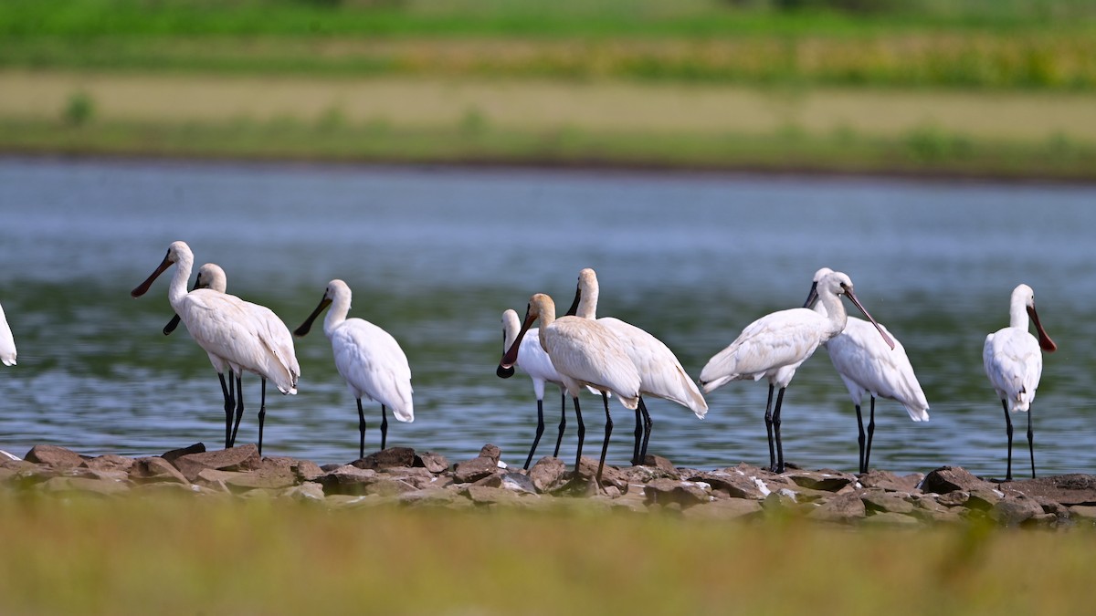 kolpík bílý - ML635692646