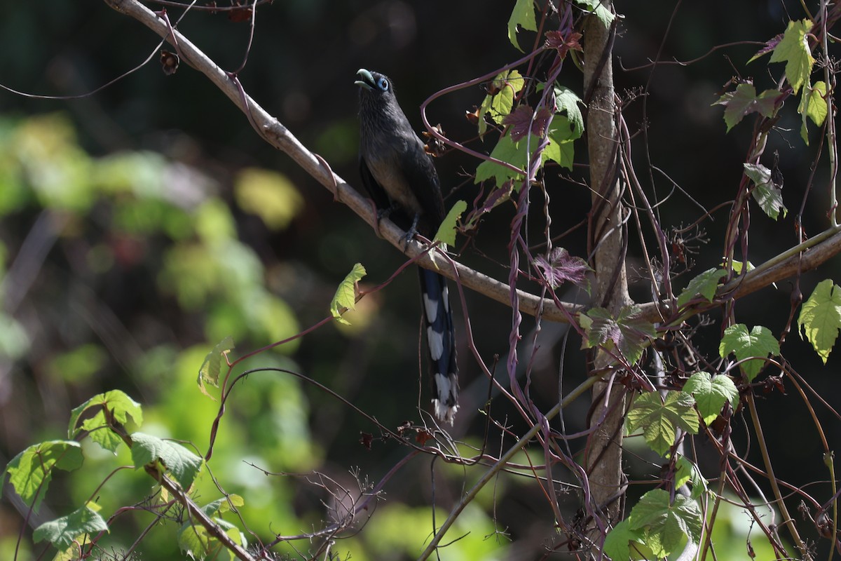 Blue-faced Malkoha - ML635692758