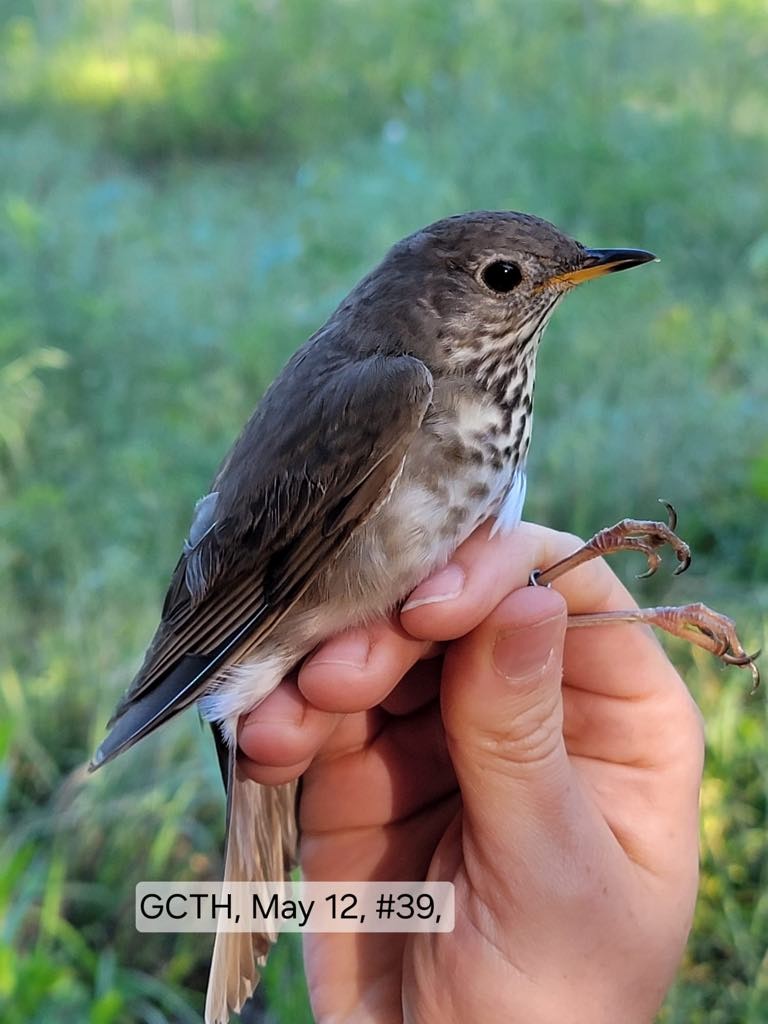 Gray-cheeked Thrush - ML635692766