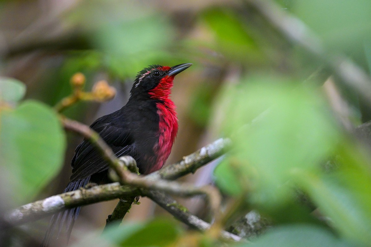 Rosenbrust-Tangarenammer - ML635692805