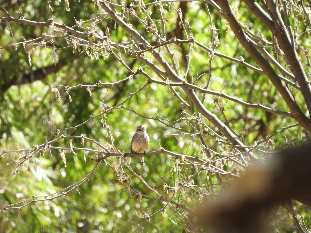 Vermilion Flycatcher - ML635692989
