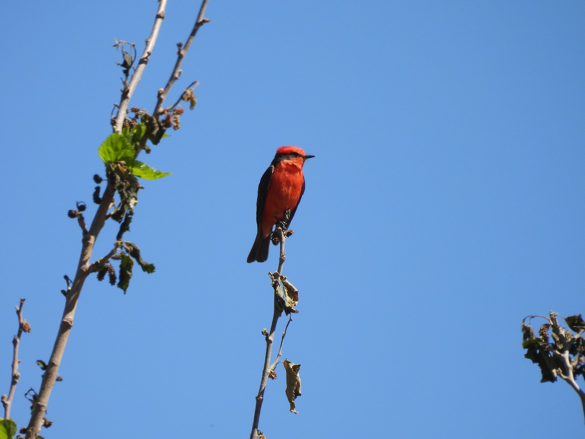 Vermilion Flycatcher - ML635693013