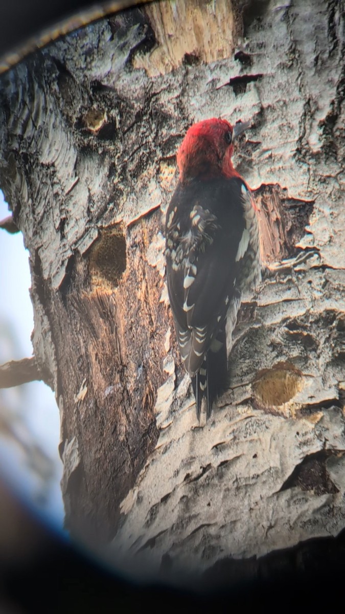 Red-breasted Sapsucker (ruber) - ML635693035