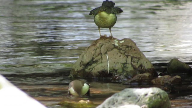 Wasseramsel - ML635693259