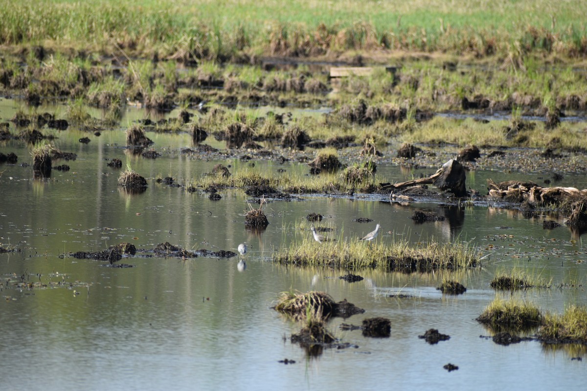 Lesser Yellowlegs - ML635693283