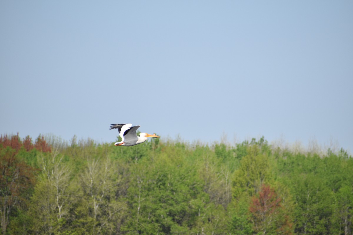 American White Pelican - ML635693310
