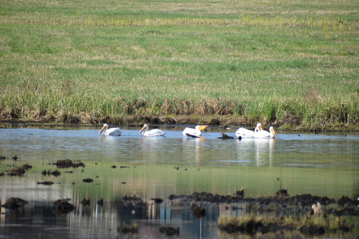 American White Pelican - ML635693311