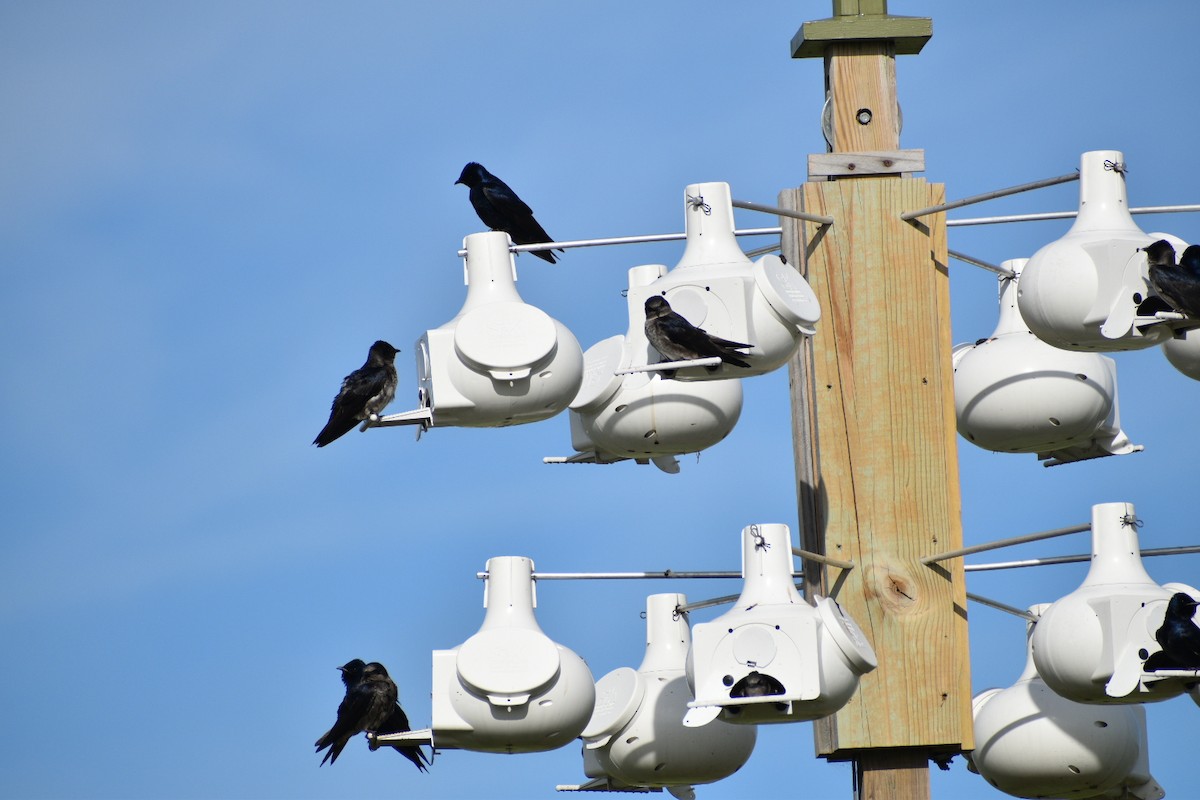 Purple Martin - ML635693324