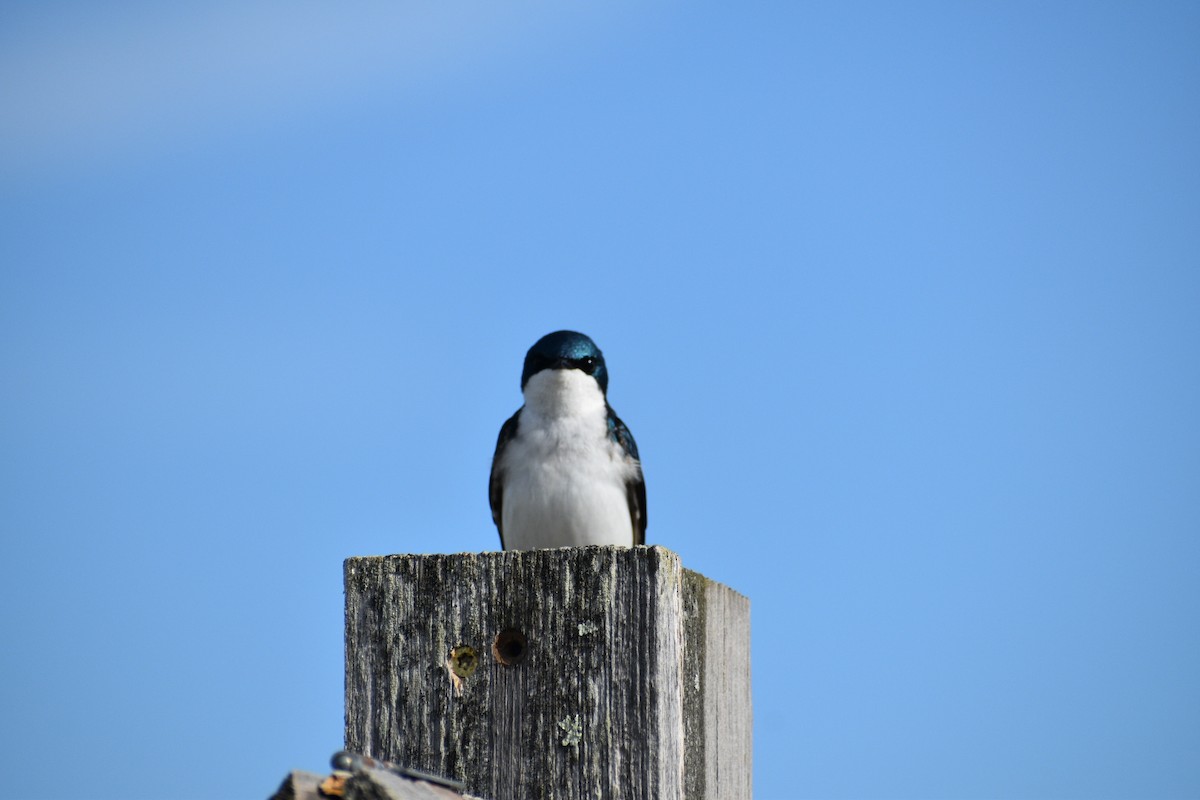 Tree Swallow - ML635693330